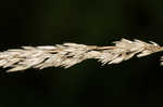 Porter's reedgrass